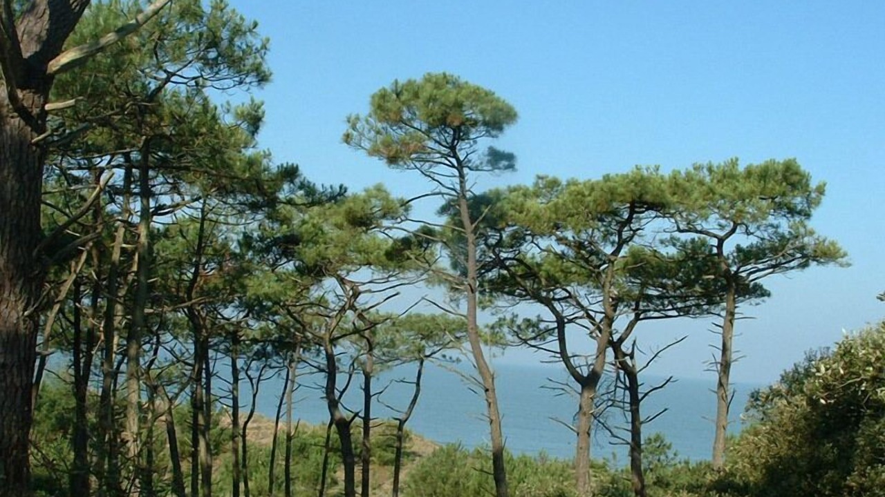 Photo of Others in Saint-Brevin-l'Ocean