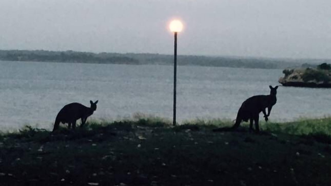 Photo of Others in Pelican Lagoon