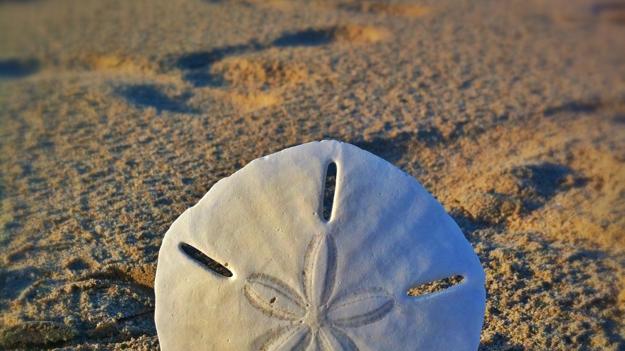 Photo of Others in Las Terrenas