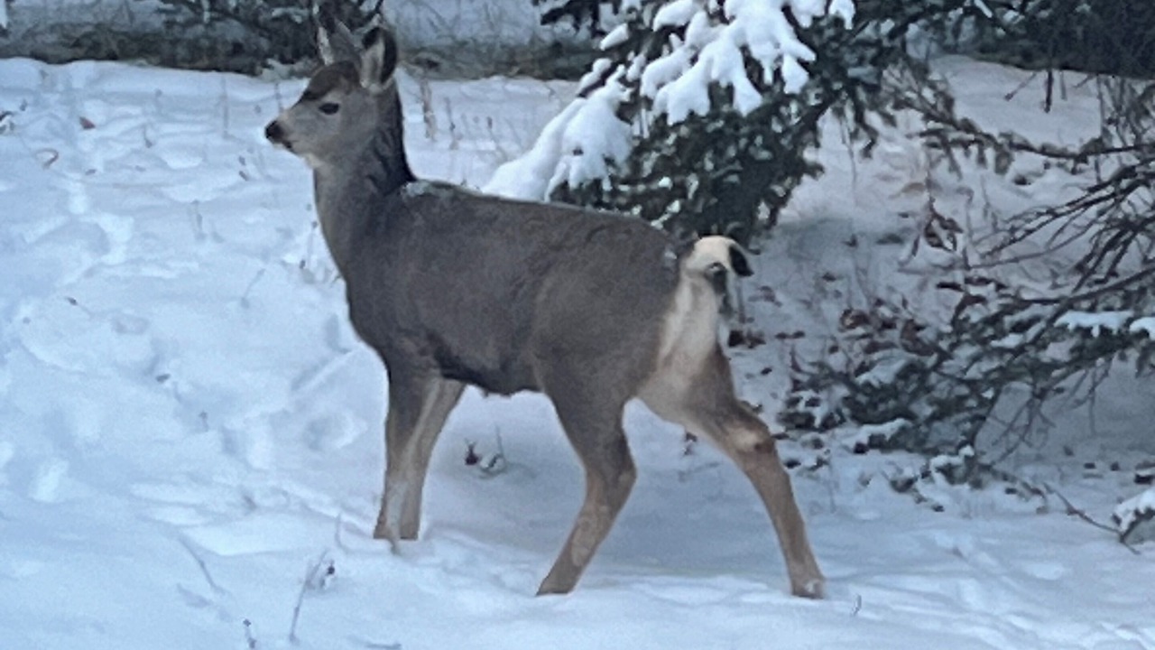 Photo of Others in Banff