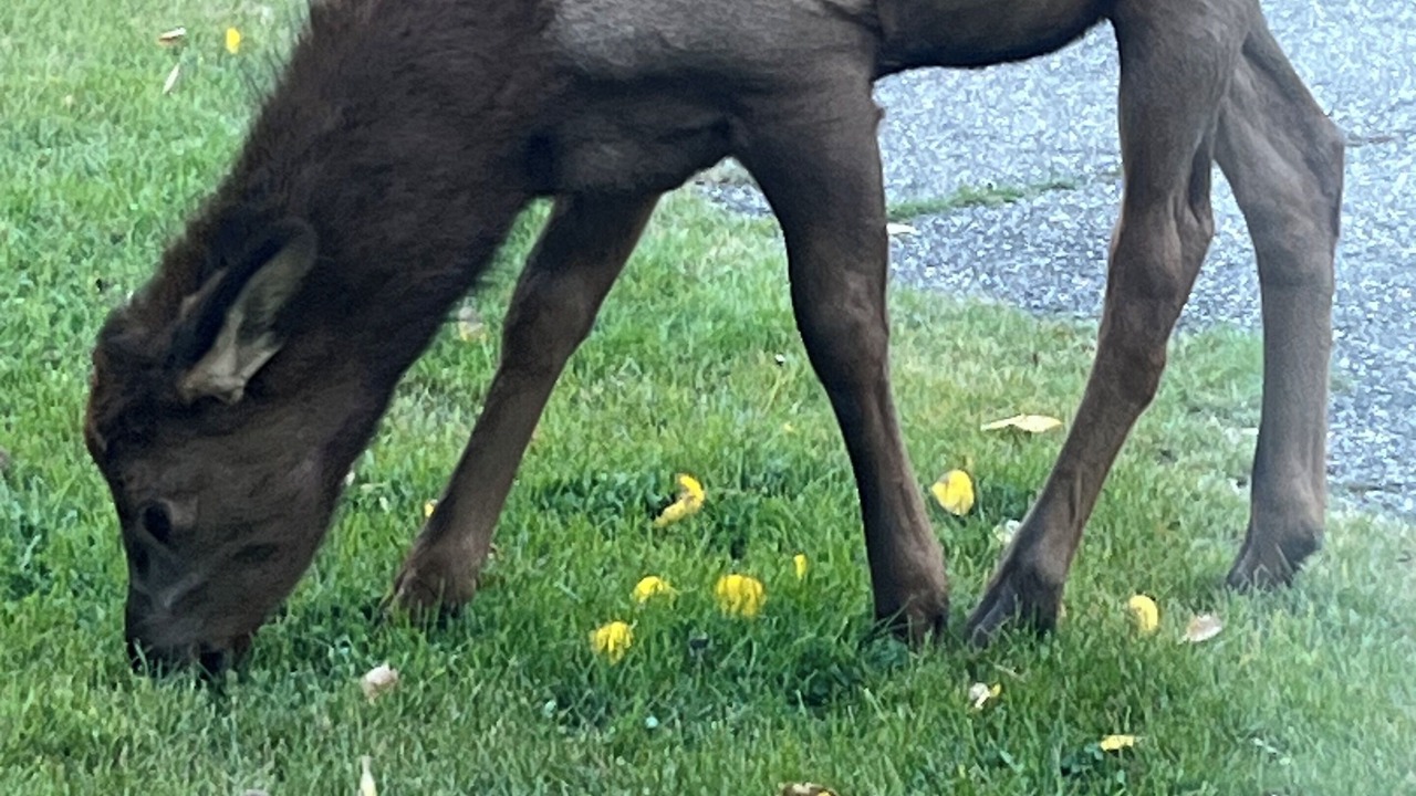 Photo of Others in Banff