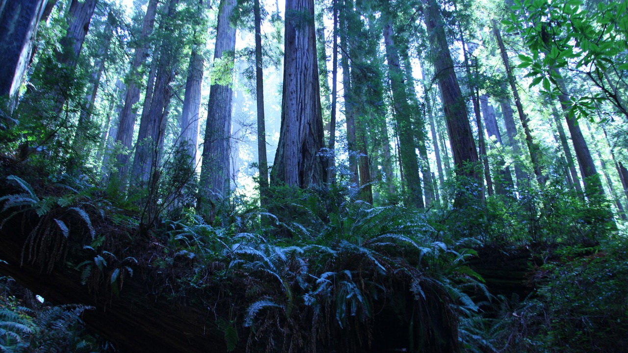 Photo of Others in Crescent City North