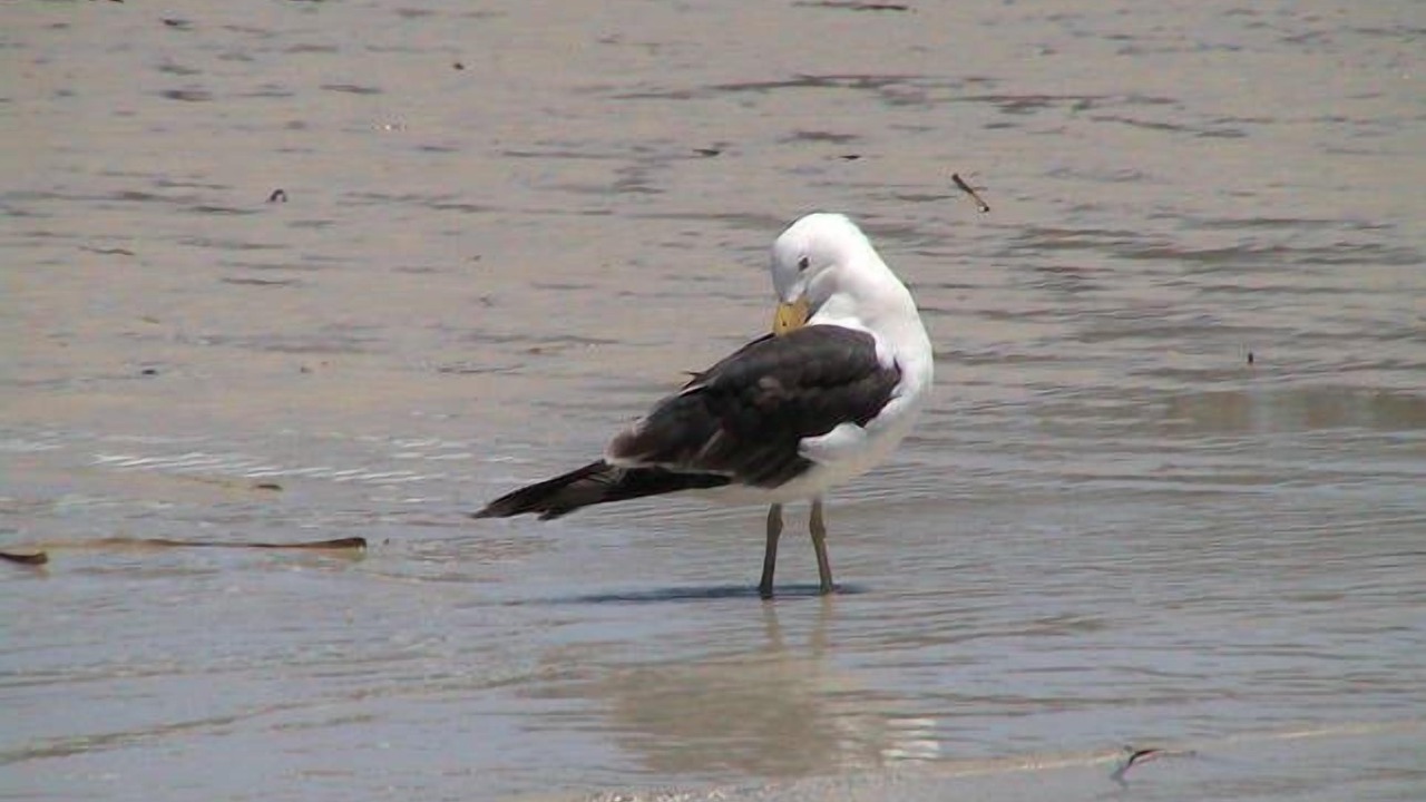 Photo of Others in Island Beach