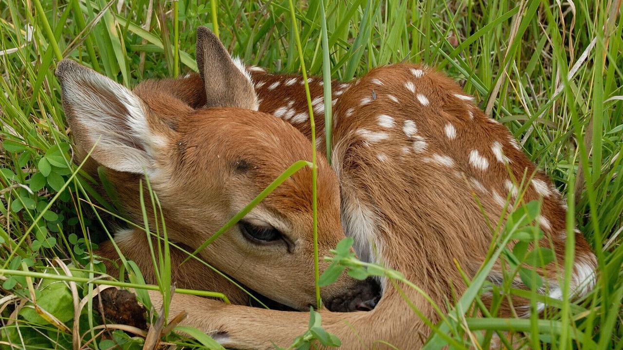 Photo of Others in Huntsville