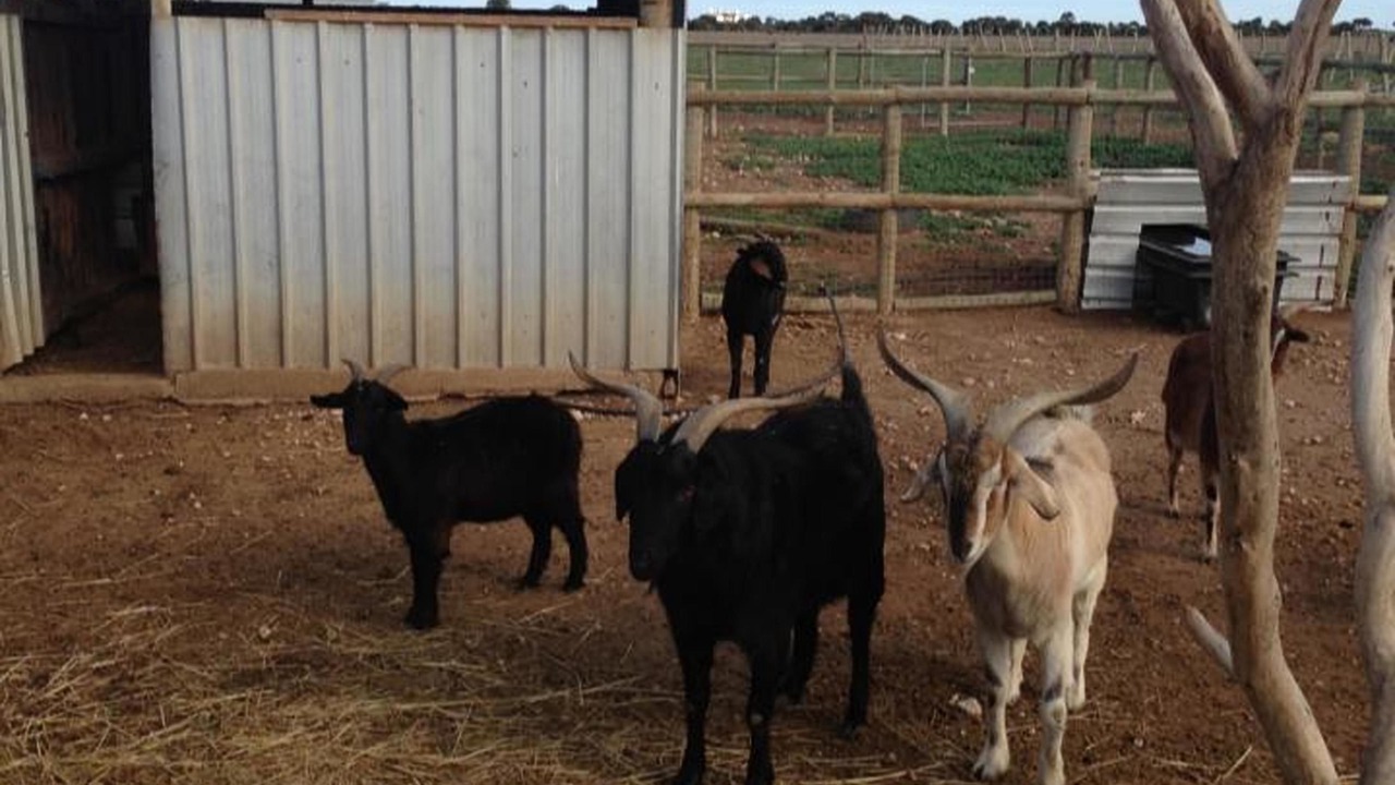 Photo of Outdoor in Wallaroo