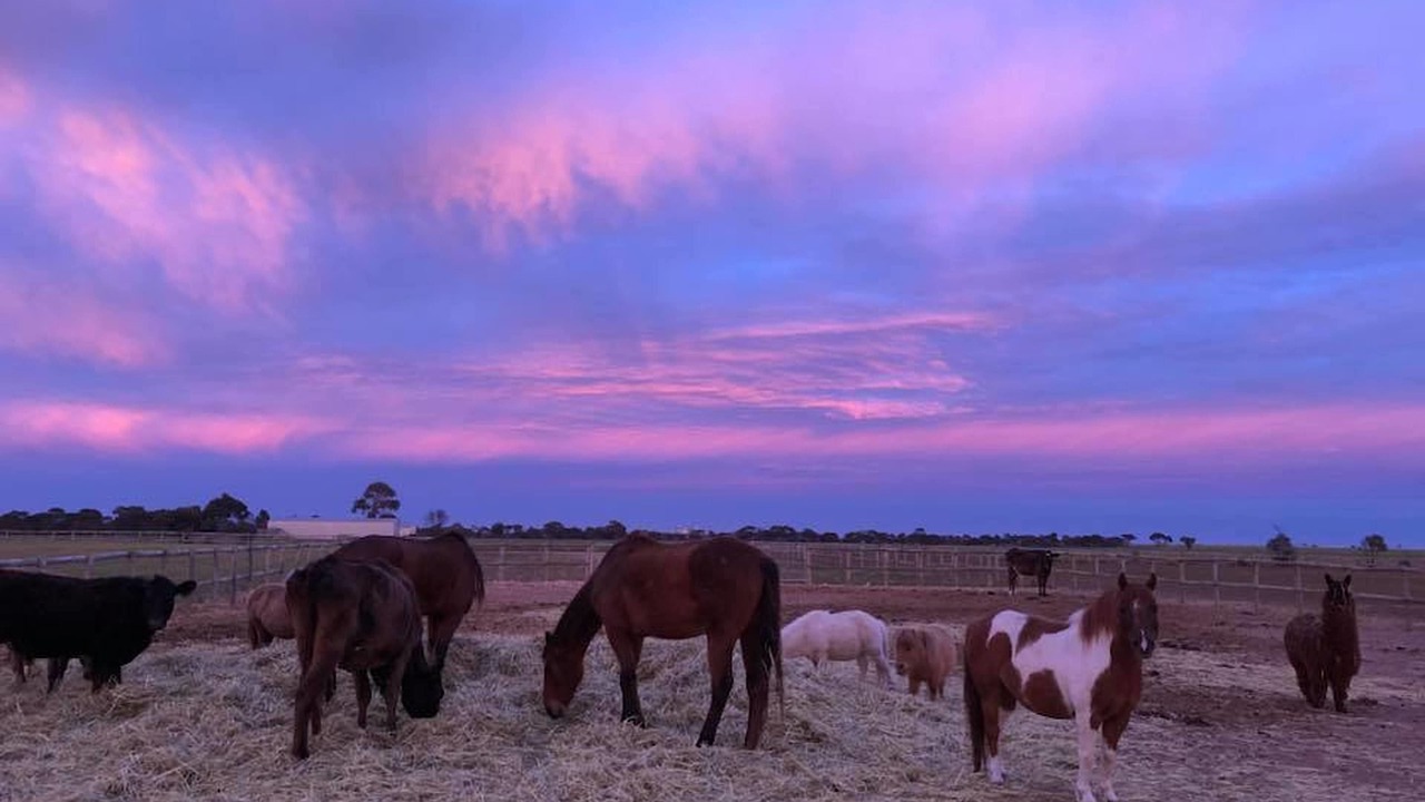 Photo of Others in Wallaroo