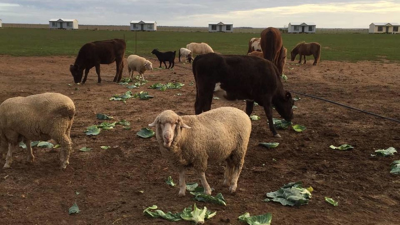 Photo of Outdoor in Wallaroo