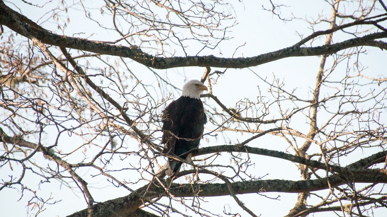 Photo of Others in Hansville