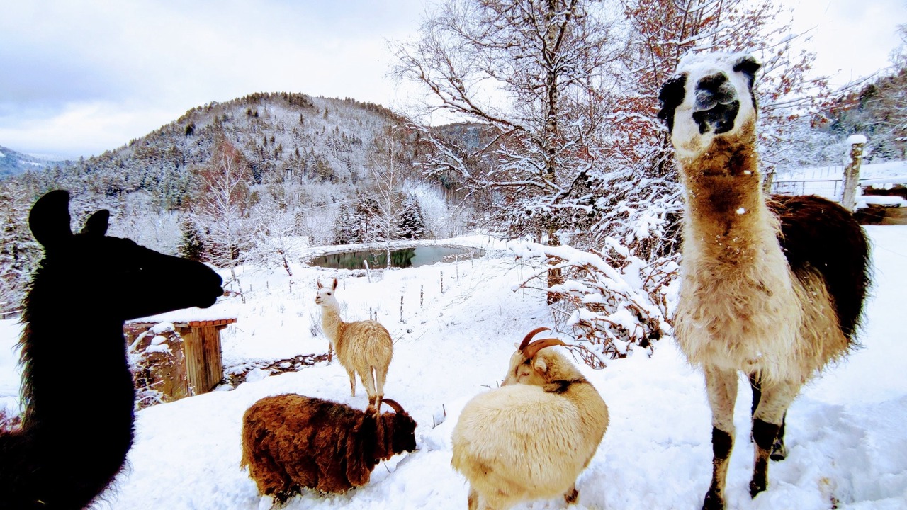 Photo of Others in Dommartin-les-Remiremont