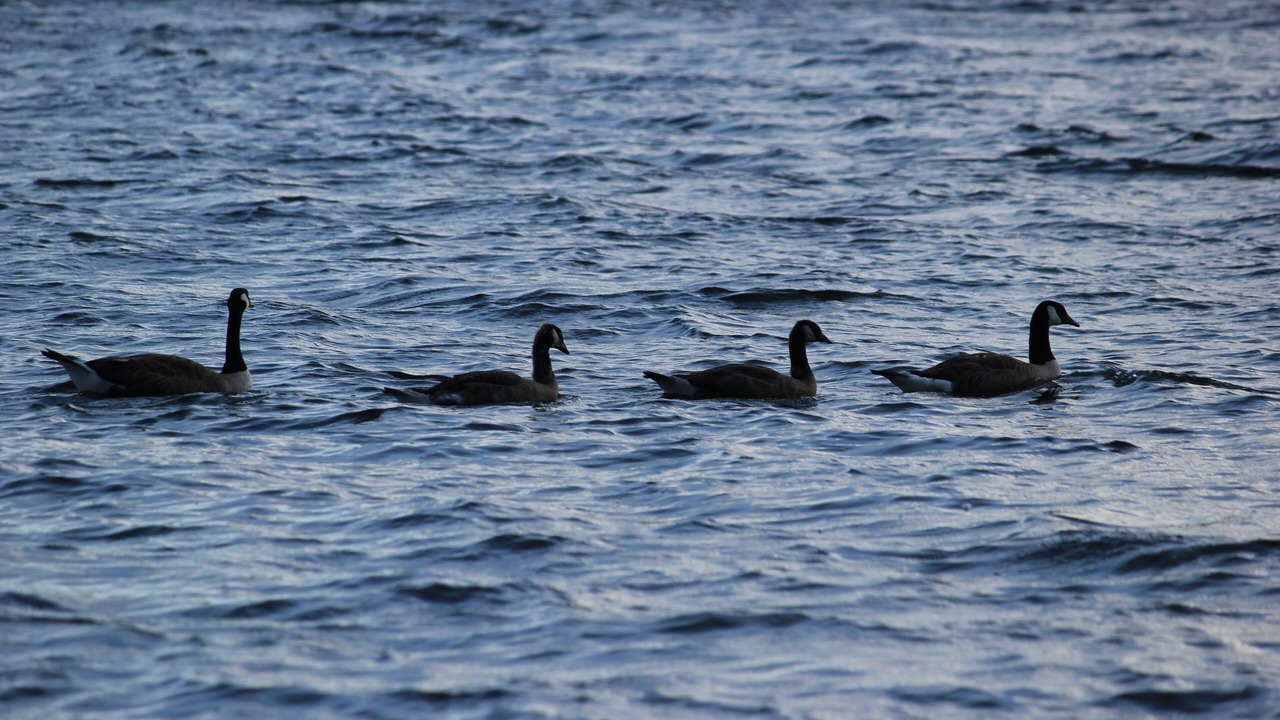 Photo of Others in Westmore