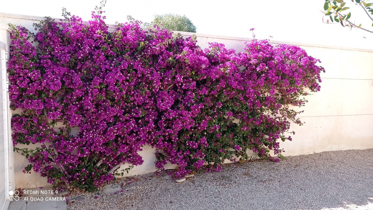 Photo of Outdoor in L'Ampolla