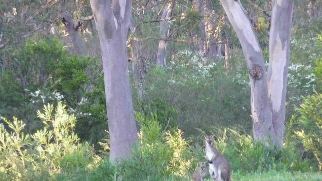 Photo of Outdoor in Kangaroo Valley