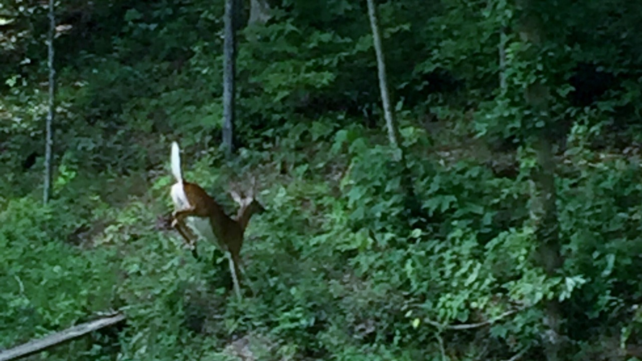 Photo of Outdoor in Goodlettsville
