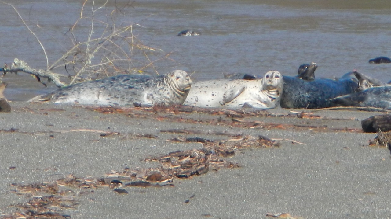 Photo of Others in Occidental