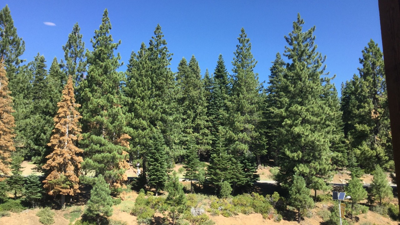 Photo of Others in Truckee