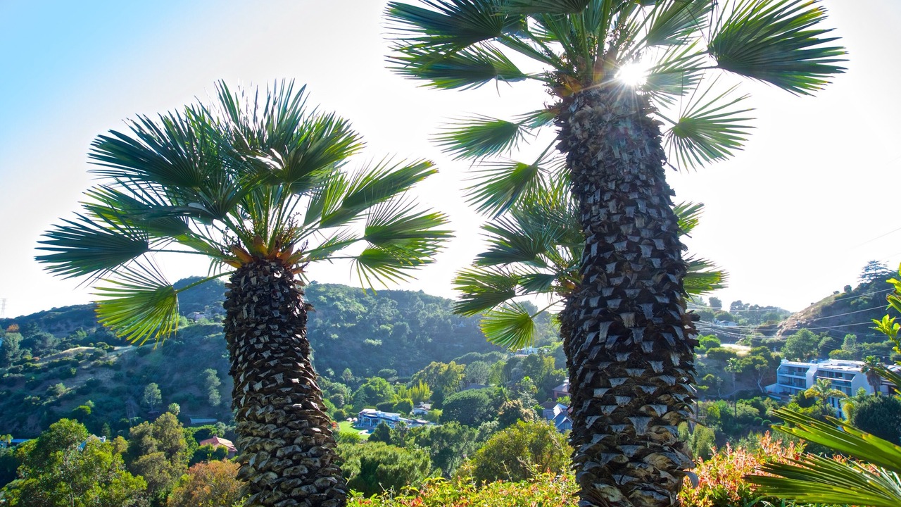 Photo of Bedroom in Hollywood Hills