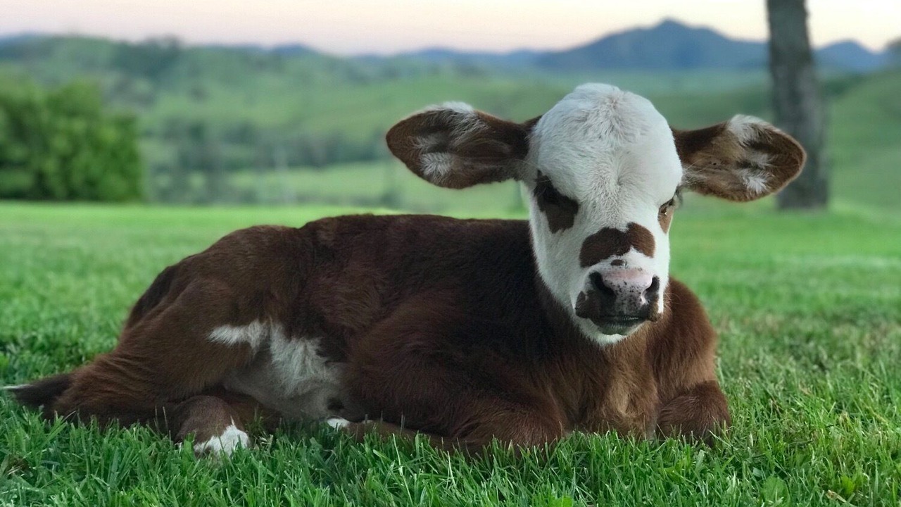 Photo of Outdoor in Bowman Farm