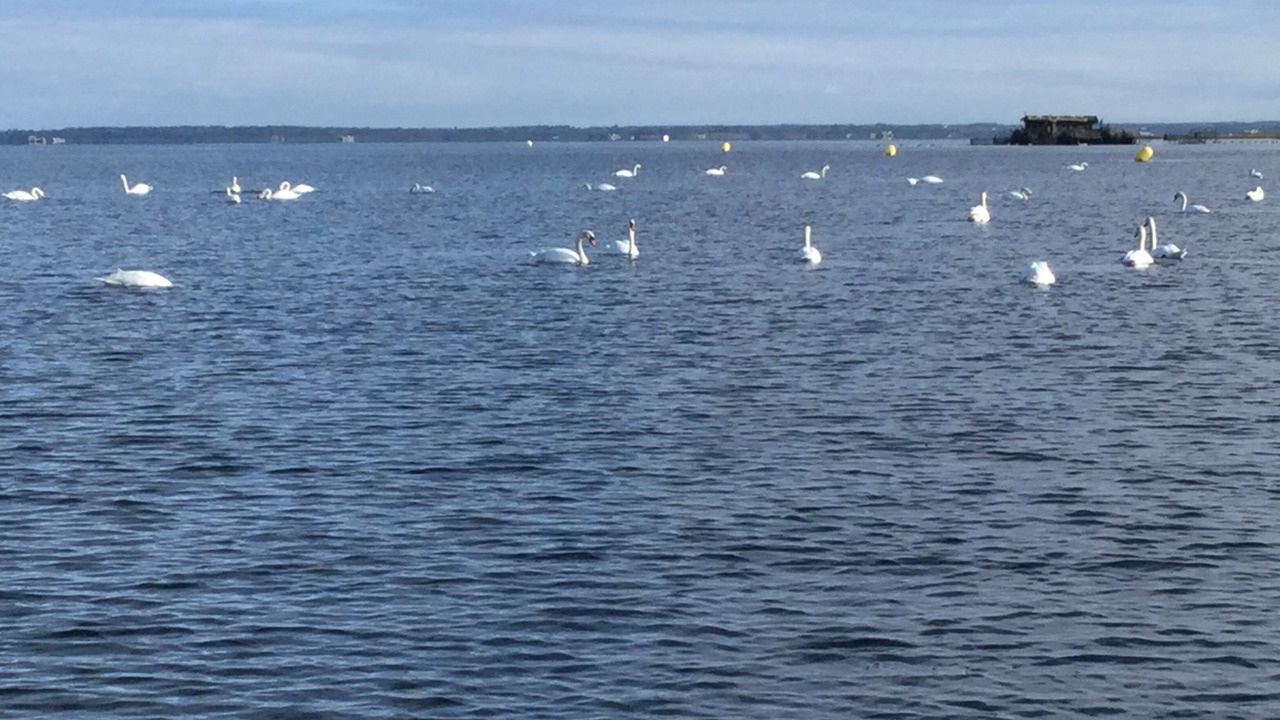 Photo of Others in Sainte-Eulalie-en-Born