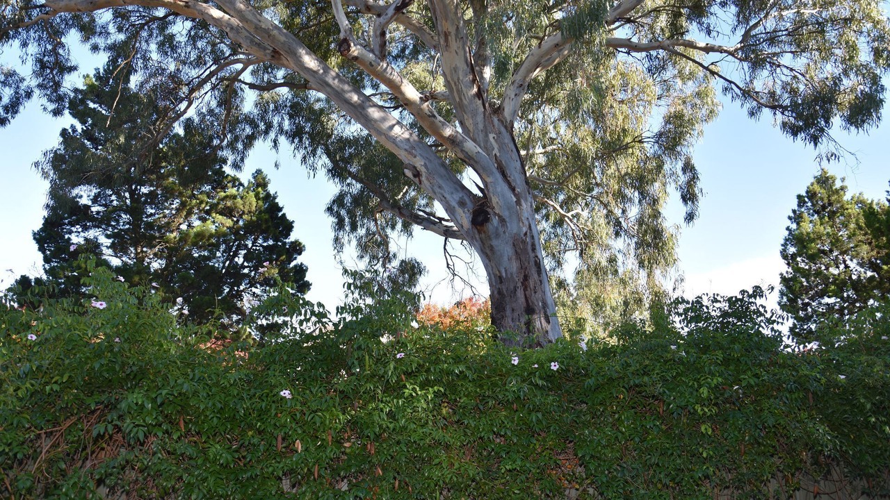 Photo of Outdoor in Tanunda