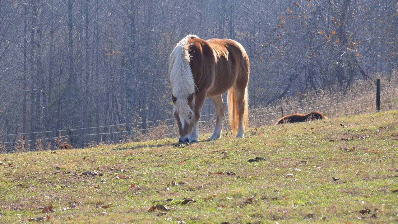 Photo of Others in Gainesboro