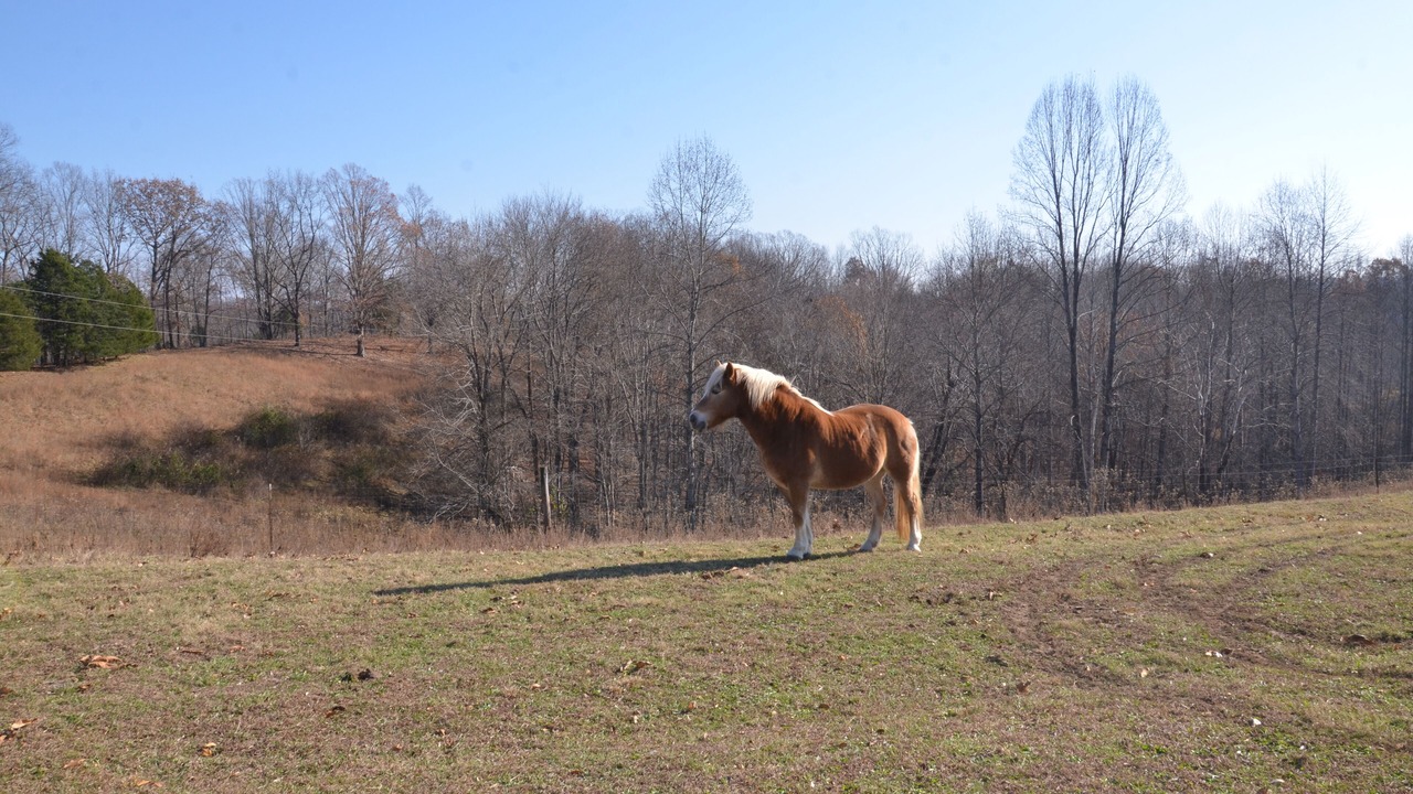 Photo of Outdoor in Gainesboro