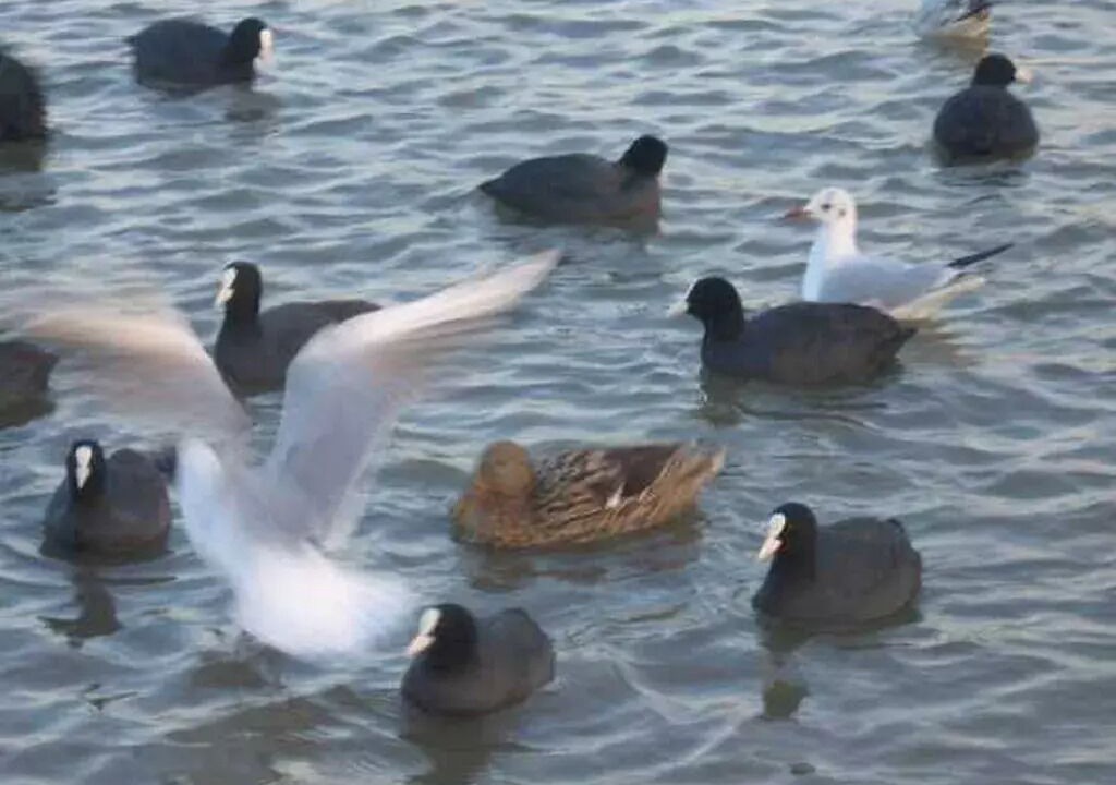 Photo of Others in Villers-sur-Mer