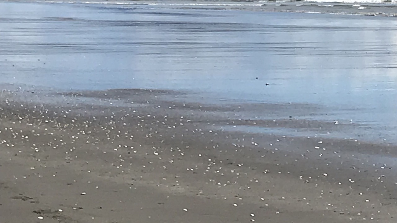 Photo of Others in Otaki Beach