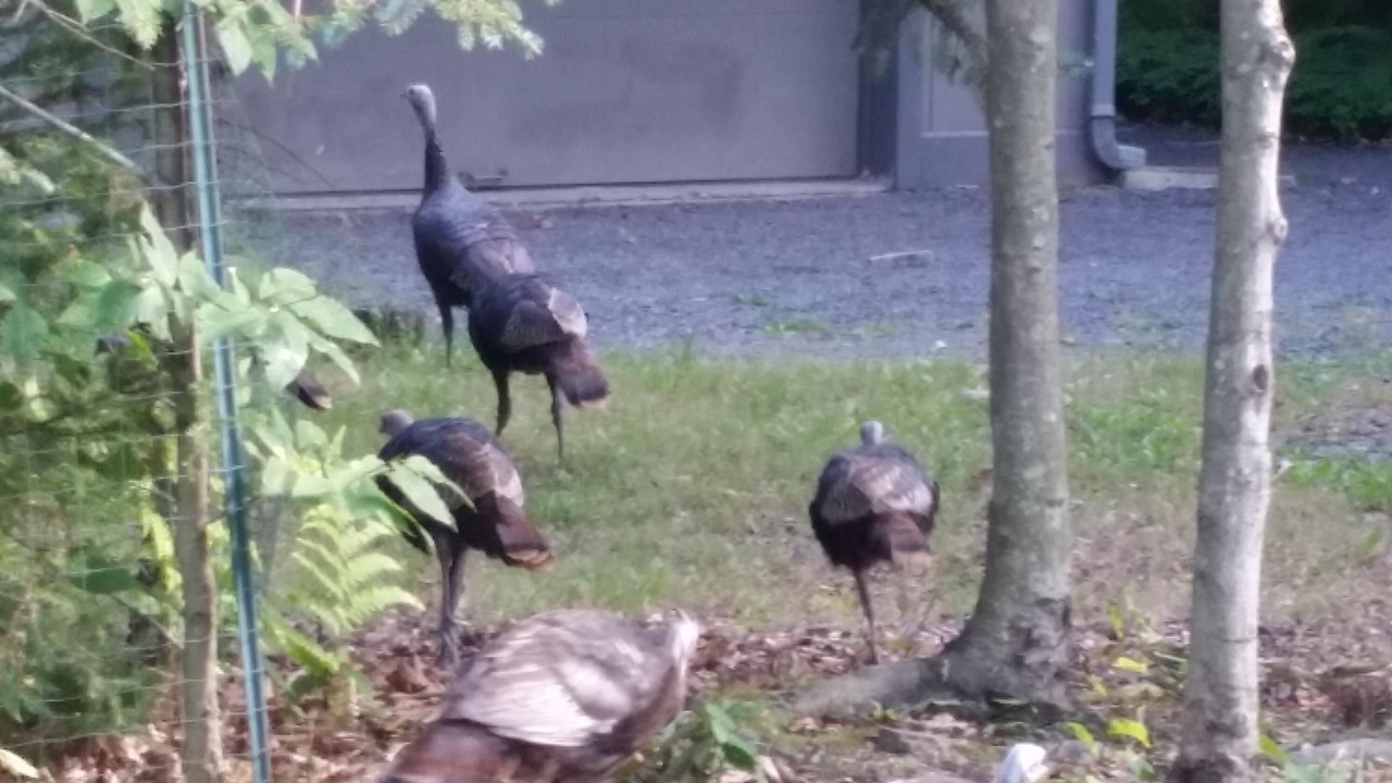 Photo of Others in Pocono Lake