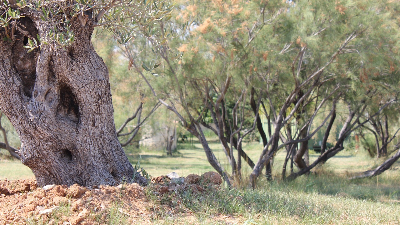 Photo of Outdoor in Vic-la-Gardiole