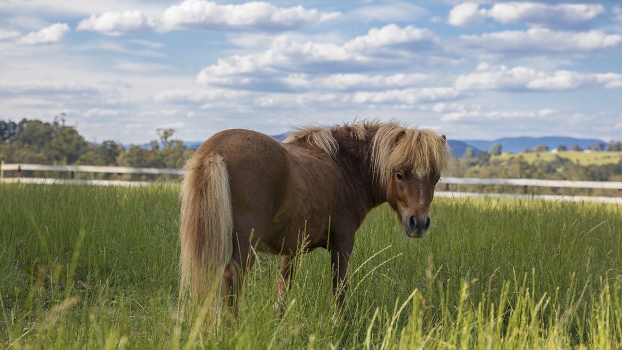 Photo of Others in Wandin East