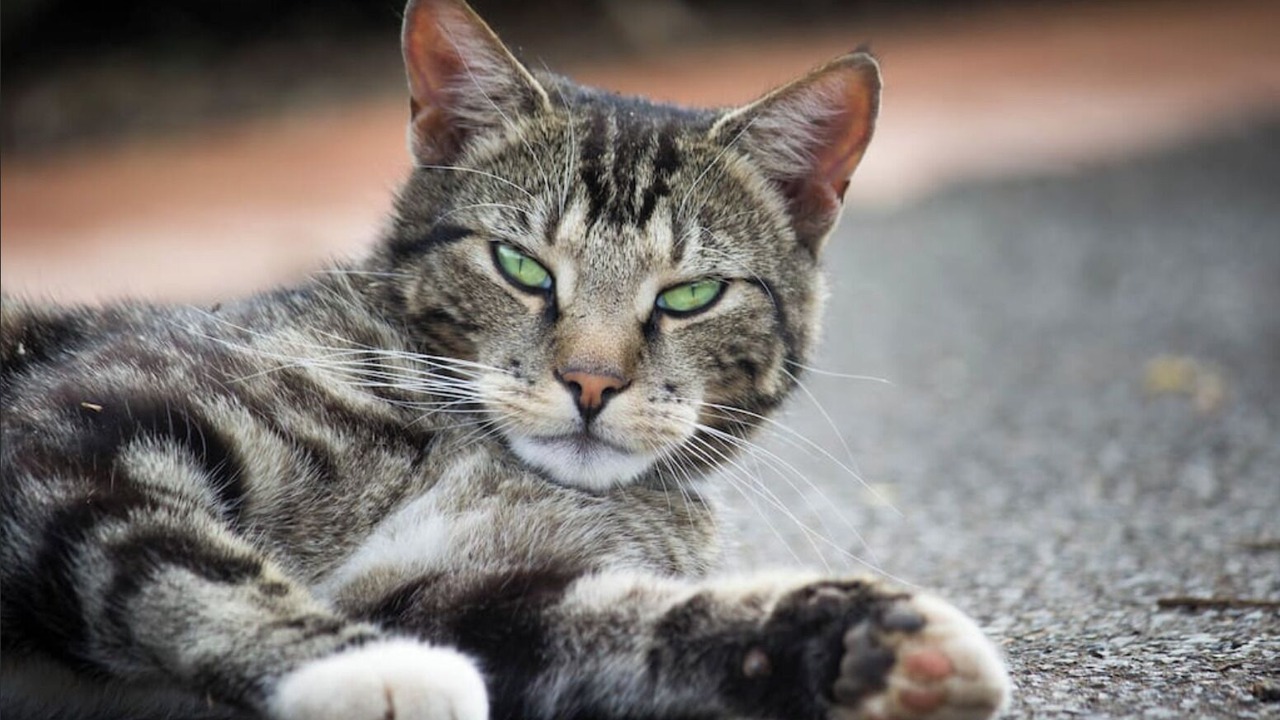 Photo of Others in Wandin East