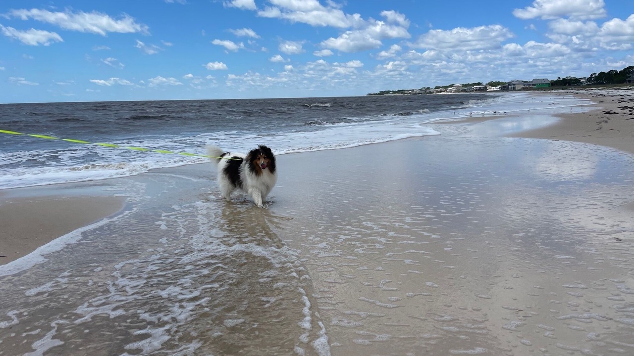 Photo of Others in Alligator Point