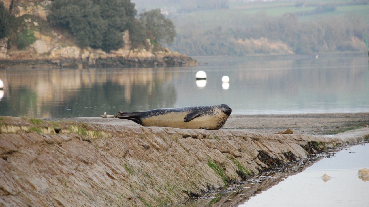 Photo of Others in Cancale