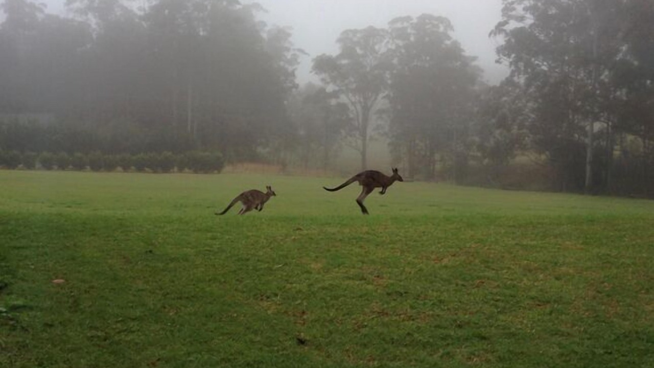 Photo of Others in Kangaroo Valley