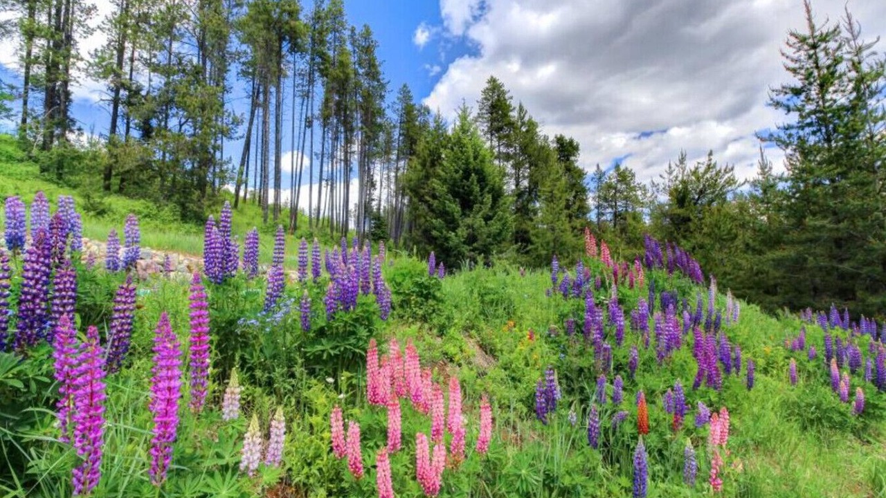 Photo of Others in West Glacier