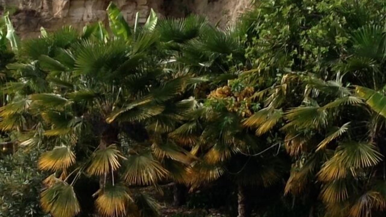 Photo of Outdoor in La Roque-Gageac