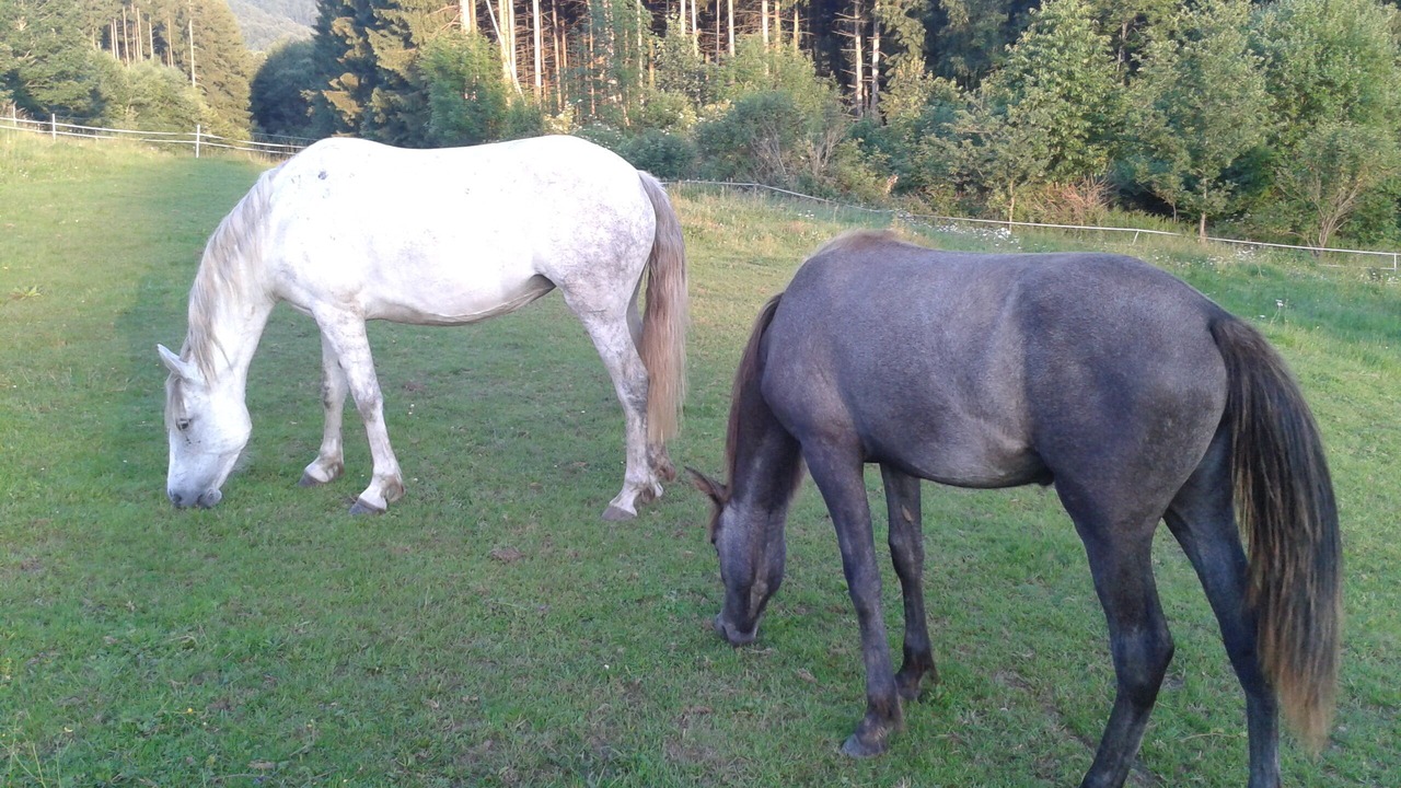Photo of Outdoor in Celles-sur-Plaine