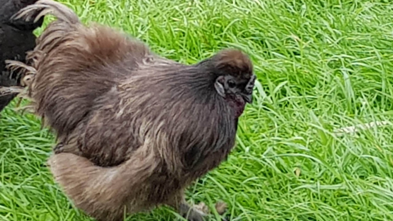 Photo of Others in Hamurana