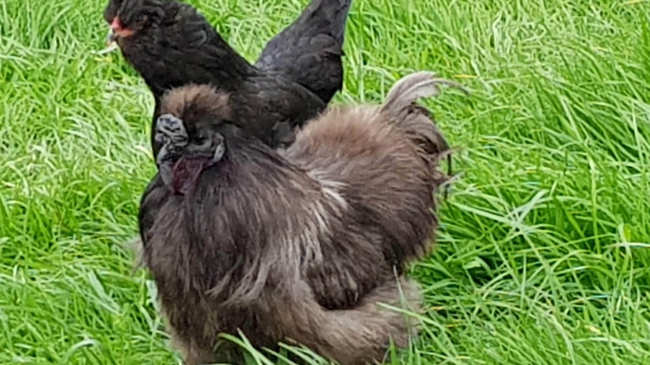 Photo of Others in Hamurana