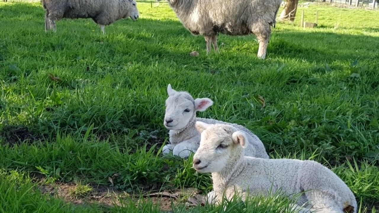 Photo of Others in Hamurana