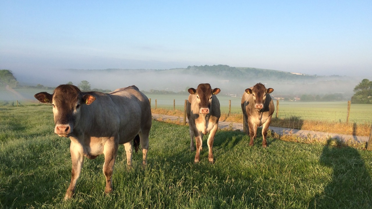 Photo of Outdoor in Findon