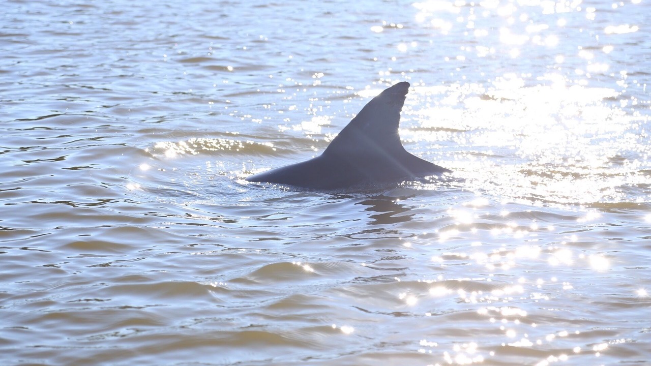 Photo of Others in Beaufort
