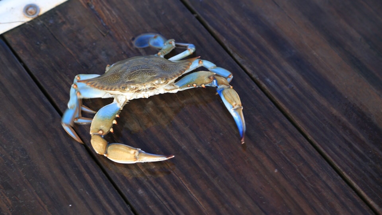 Photo of Others in Beaufort