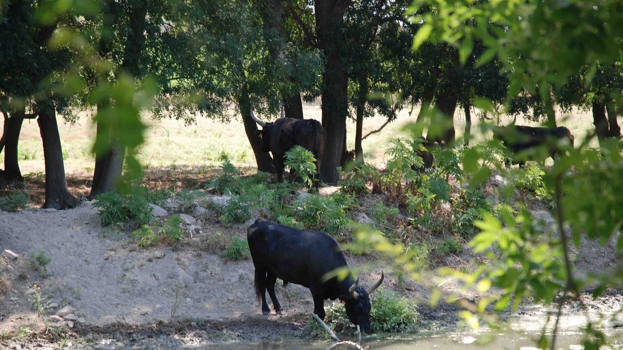 Photo of Outdoor in Le Cailar