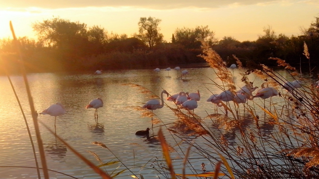 Photo of Outdoor in Le Cailar