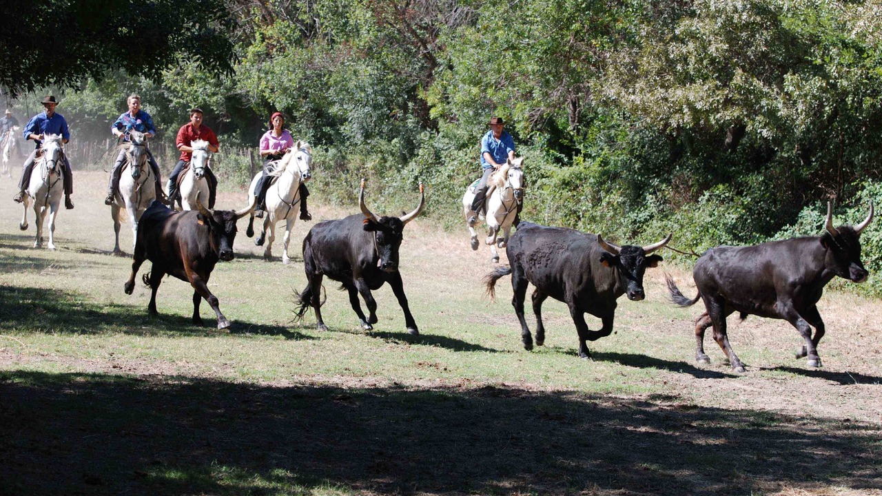 Photo of Others in Le Cailar