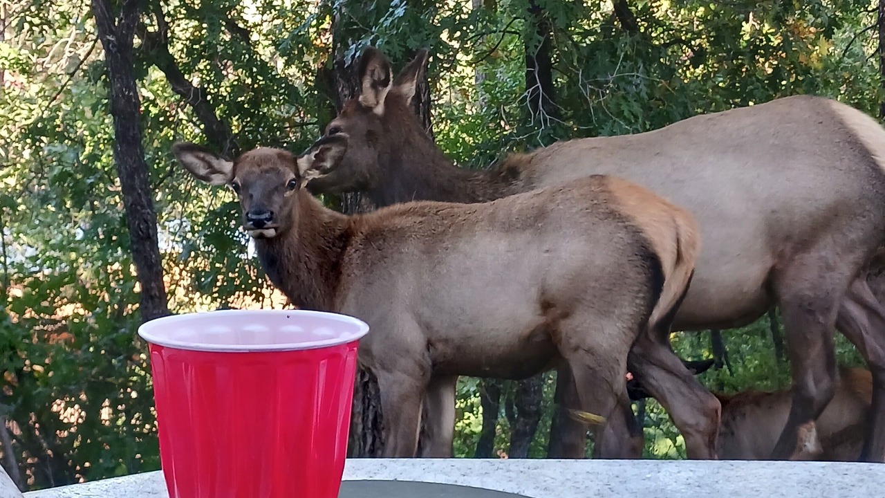 Photo of Others in Ruidoso