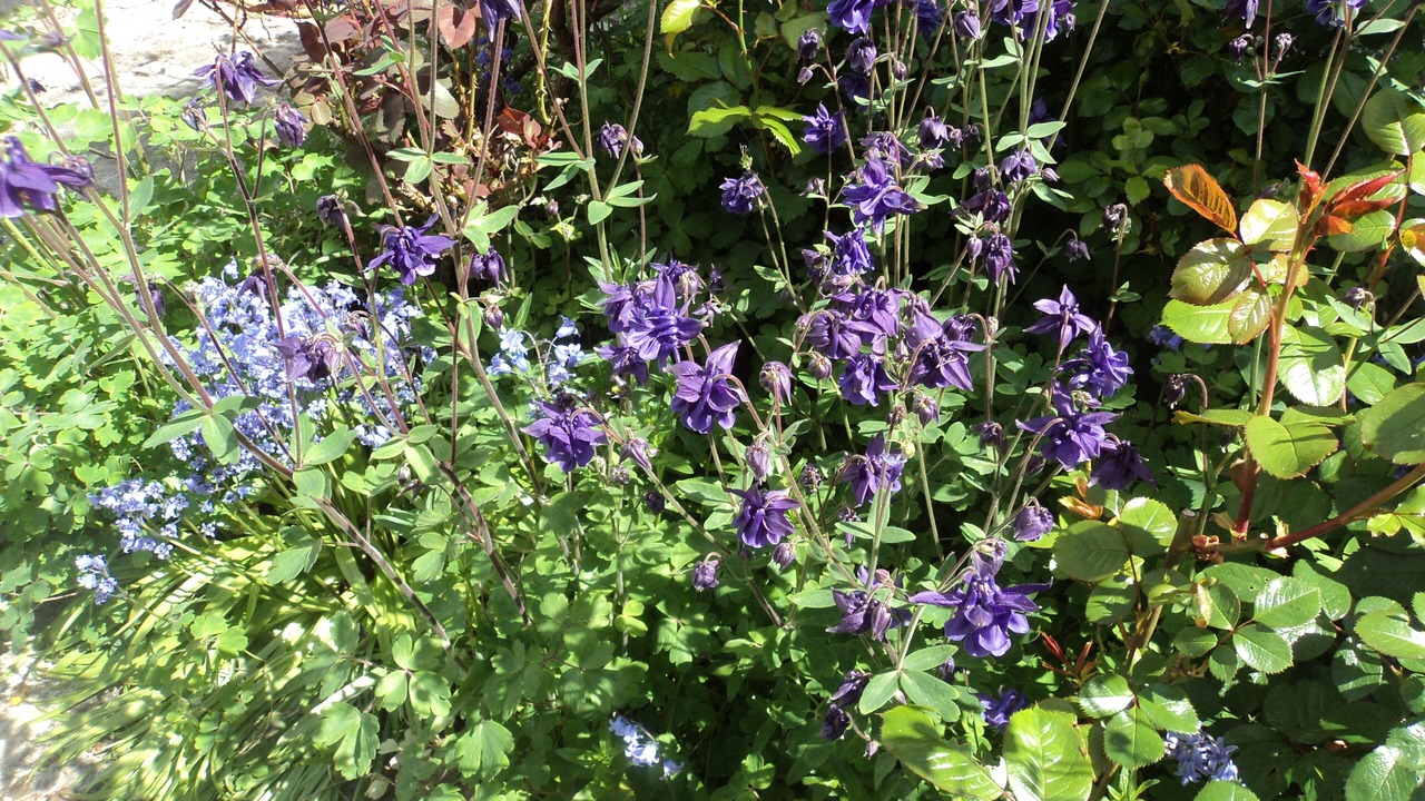 Photo of Others in Boldre