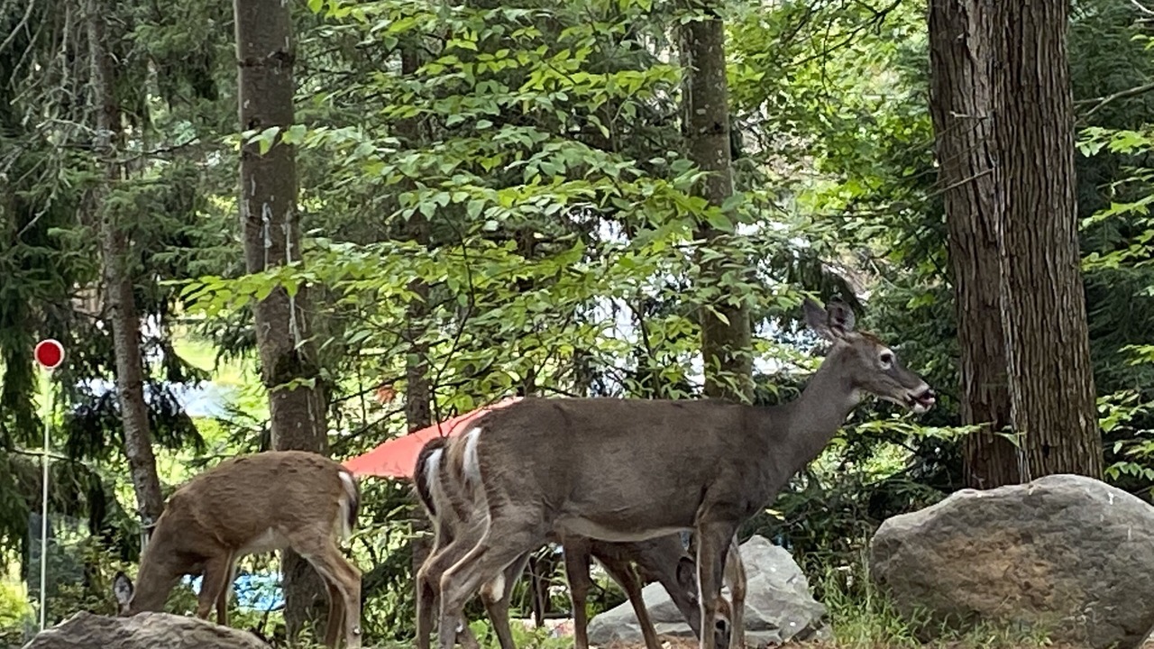 Photo of Others in Town of Lumberland