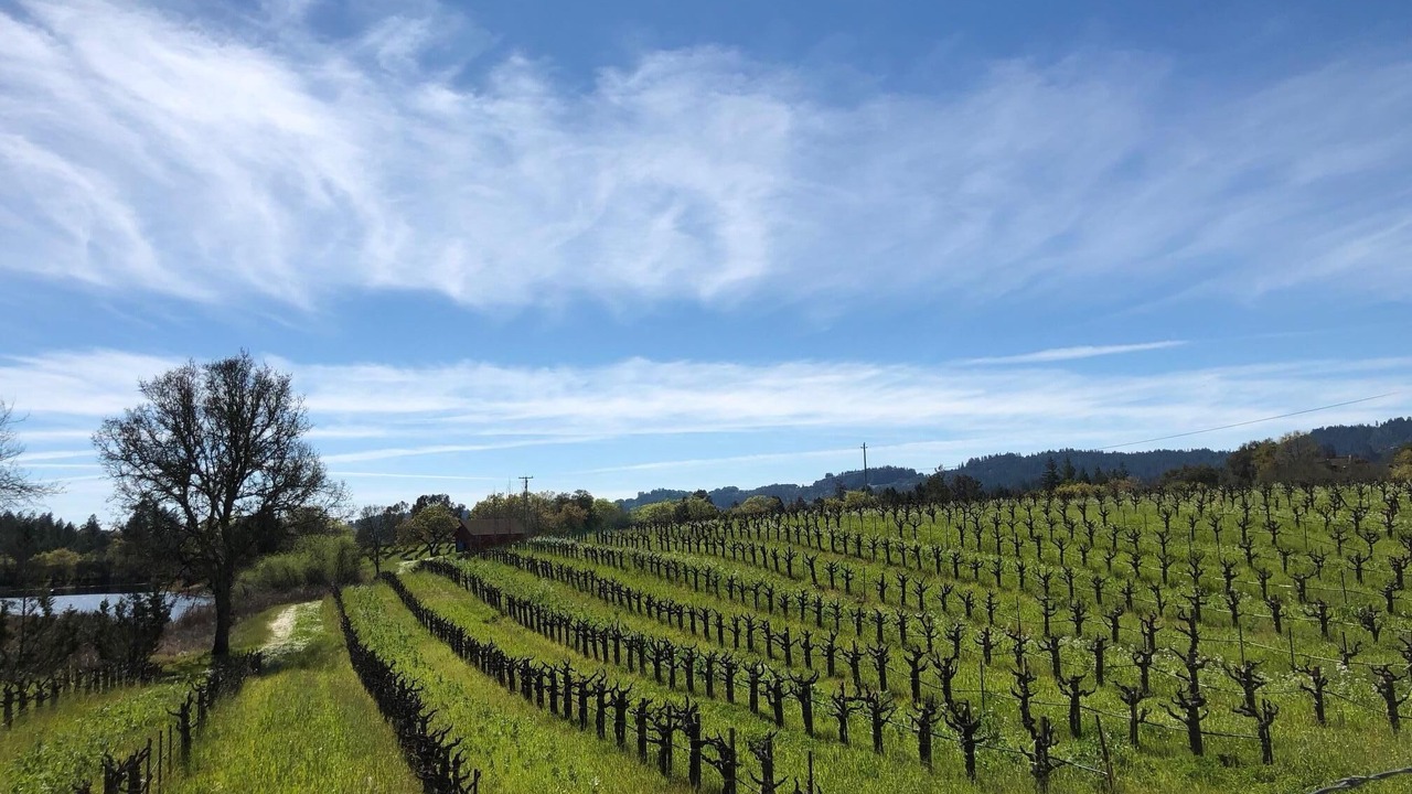 Photo of Others in Healdsburg